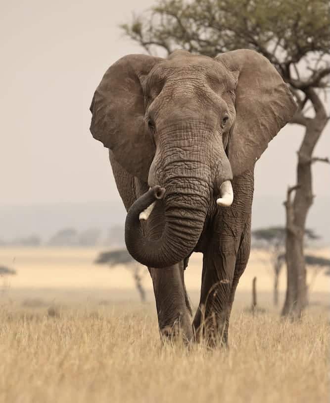 Olifantengeheugen en organisatiecultuur