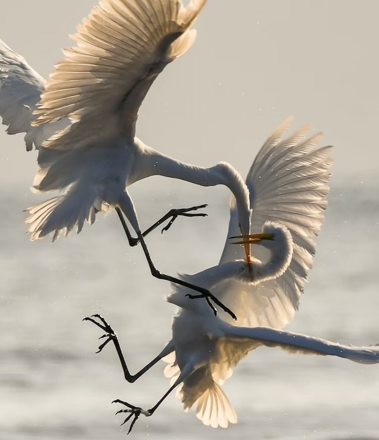 Impact op het werk van de brilliant jerk